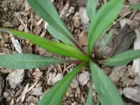 Aster_2[1].webp