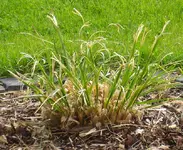 pampas-002.webp