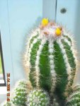 Kaktus 1.jpg