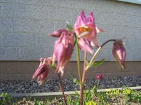100_1456.webp