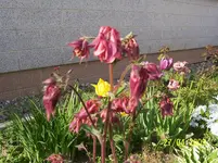100_1457.webp