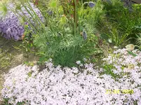 100_1455.webp
