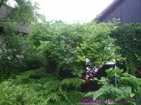 PIC00083.webp
