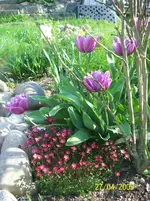 100_1465.webp