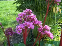 100_1470.webp
