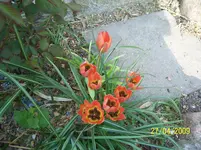 100_1487.webp
