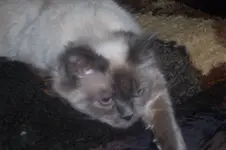 100_0900.webp