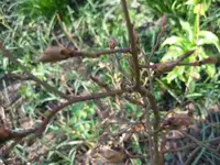 Heidelbeere (2).webp
