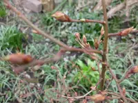 Heidelbeere.webp