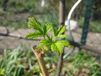 Himbeere (2).webp