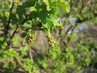 Johannisbeere.webp