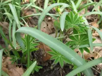 Lupine (2).webp