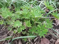 Lupine (4).webp