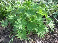 Lupine (5).webp
