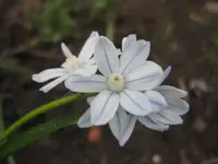 Milchstern.webp