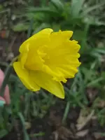 Narzisse.webp
