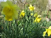 Narzissen (3).webp