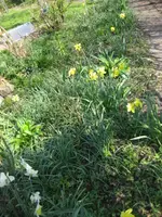 Narzissen.webp
