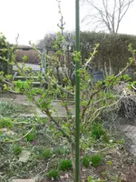 Stachelbeere.webp