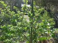 Stachelbeere (2).webp