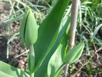 Tulpen (2).webp