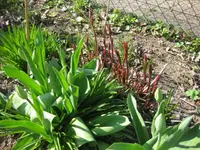 Tulpen.webp