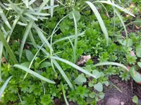 Waldmeister.webp