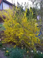 April_Blumen1.webp