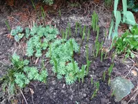 April_Blumen2 Maiglöckchen.webp