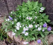 April_Blumen4_Vergißmeinnicht.webp