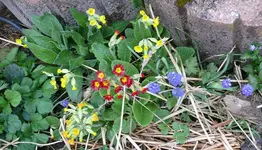 April_Blumen5.webp