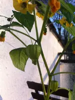 Tomatillo1 m. Lampions.webp