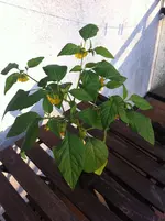 Tomatillo1.webp