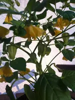 Tomatillo2 m. Lampions.webp