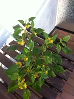 Tomatillo2.webp