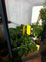 Sonnenbad im GWH.webp