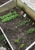 Frühbeet.webp