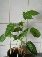 DSCN1918.webp