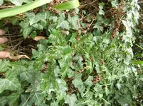 CIMG0857.webp
