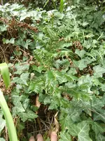 CIMG0857.webp