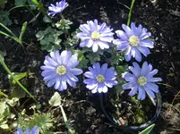 CIMG0520.webp