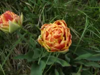 CIMG0762.webp