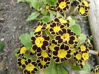 CIMG0818.webp