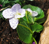 Veilchen (Freckles).webp