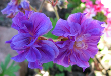 gefülles geranium.webp
