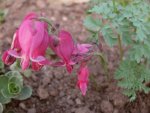 Dicentra King of Hearts (Herzblume).jpg