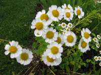 siehtauswiegänseblümchen.webp