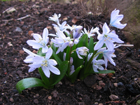 blaues Zwiebelblümchen.webp