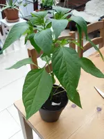 SAM_0694.webp