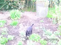 Hund.webp